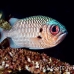 soldierfish_shadowfin_db_h_0705_png2127.jpg